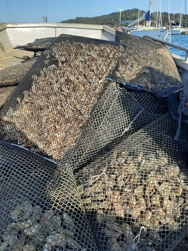 Confection des premières cordes d'huîtres naissain de Marennes Oléron (1)