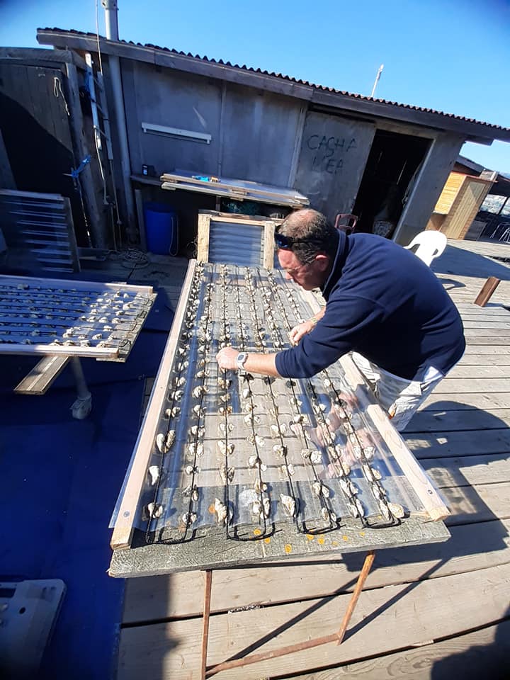 Confection des premières cordes d'huîtres naissain de Marennes Oléron (12)