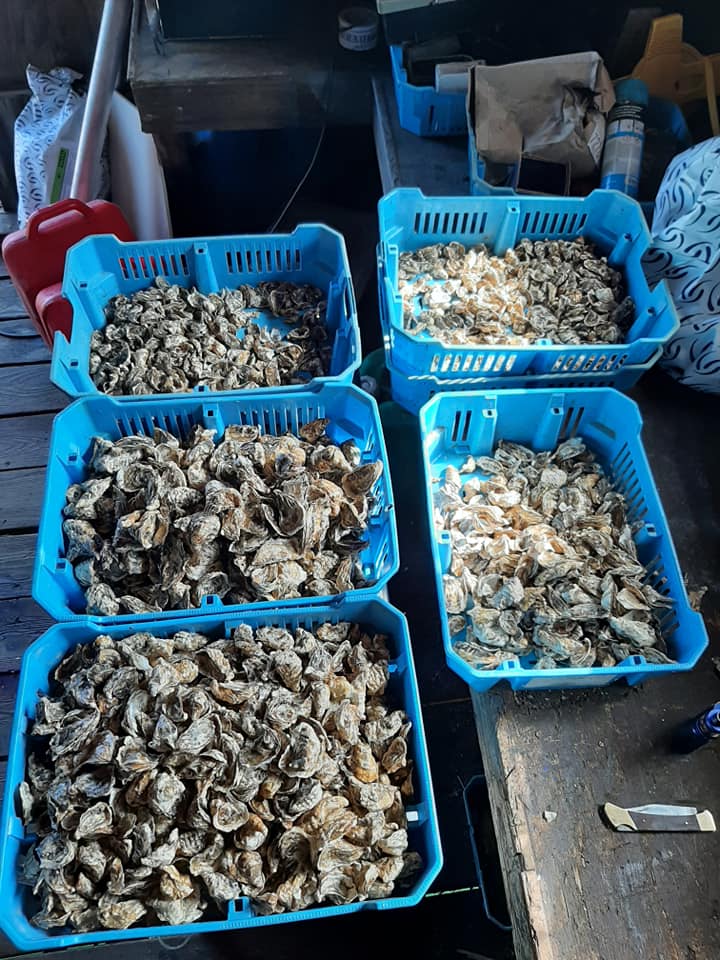 Confection des premières cordes d'huîtres naissain de Marennes Oléron (14)