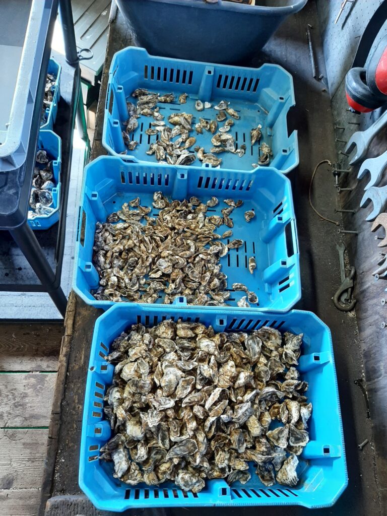 Confection des premières cordes d'huîtres naissain de Marennes Oléron (2)